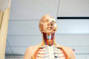 Anatomy model torso, head cutaway showing internal organs and vascular system.