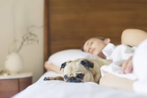 Pug dog sleeping peacefully beside a woman in bed.