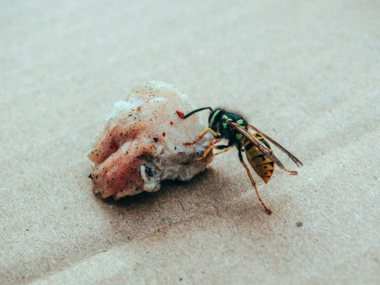 Wasp eating meat on cardboard. Close-up of a yellowjacket feeding.