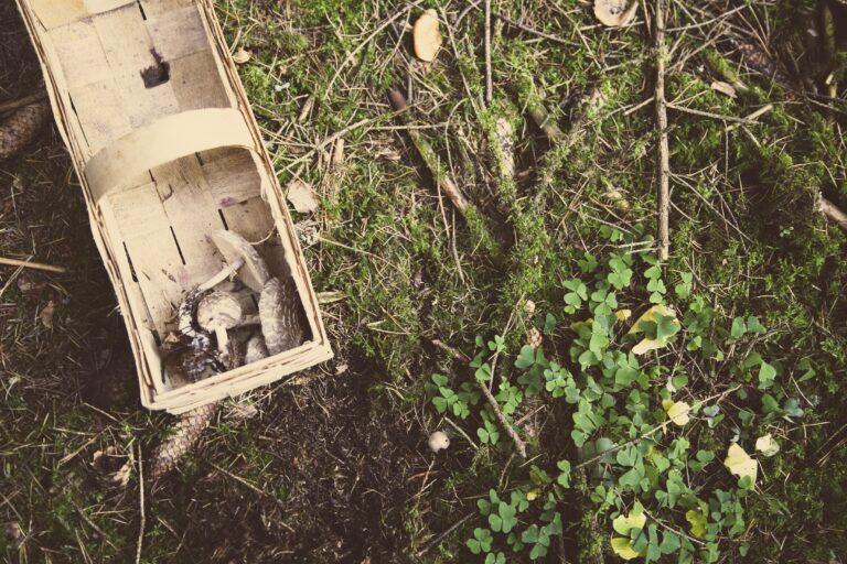 Birch bark basket with mushrooms on a mossy forest floor